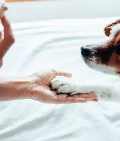 Les conseils pour dresser un chiot de deux mois