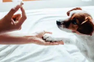 Les conseils pour dresser un chiot de deux mois