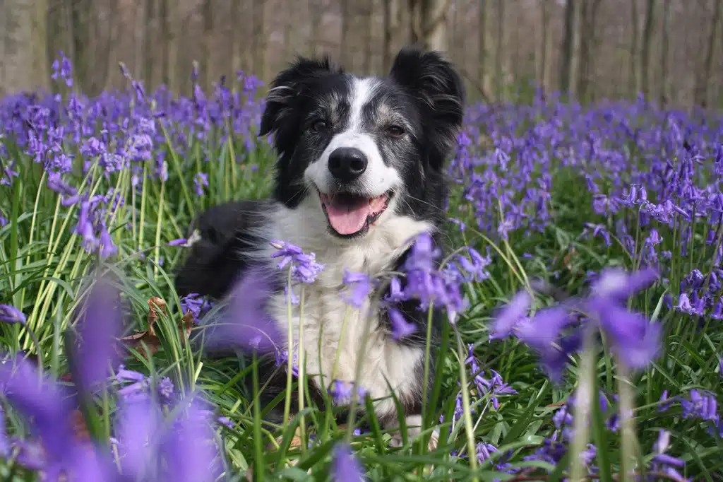 Les différentes assurances pour votre border collie bien vous informer avant de choisir