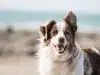 Les différentes assurances pour votre border collie bien vous informer avant de choisir