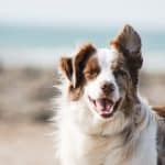 Les différentes assurances pour votre border collie bien vous informer avant de choisir