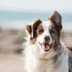 Les différentes assurances pour votre border collie bien vous informer avant de choisir