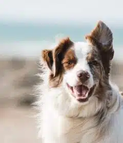 Les différentes assurances pour votre border collie bien vous informer avant de choisir