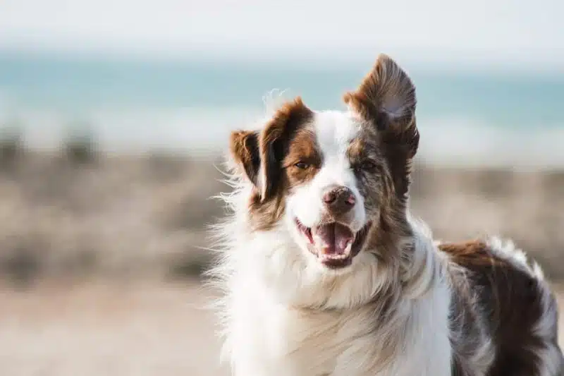 Les différentes assurances pour votre border collie bien vous informer avant de choisir