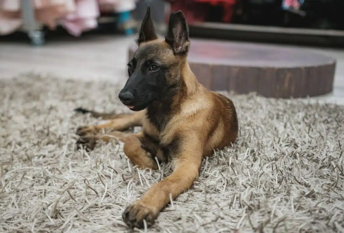 Les étapes de base pour éduquer un chiot malinois