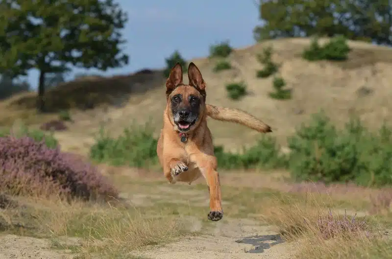 Les étapes de base pour éduquer un chiot malinois