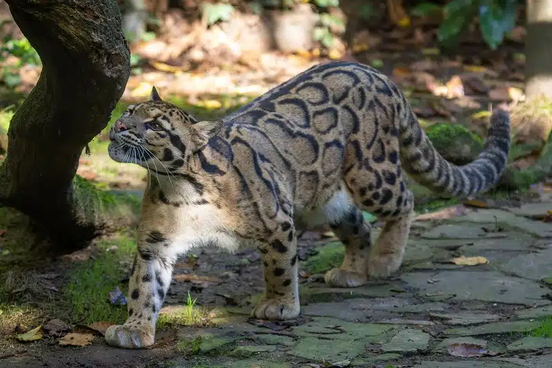 Les félins zoom sur leur incroyable agilité et rapidité