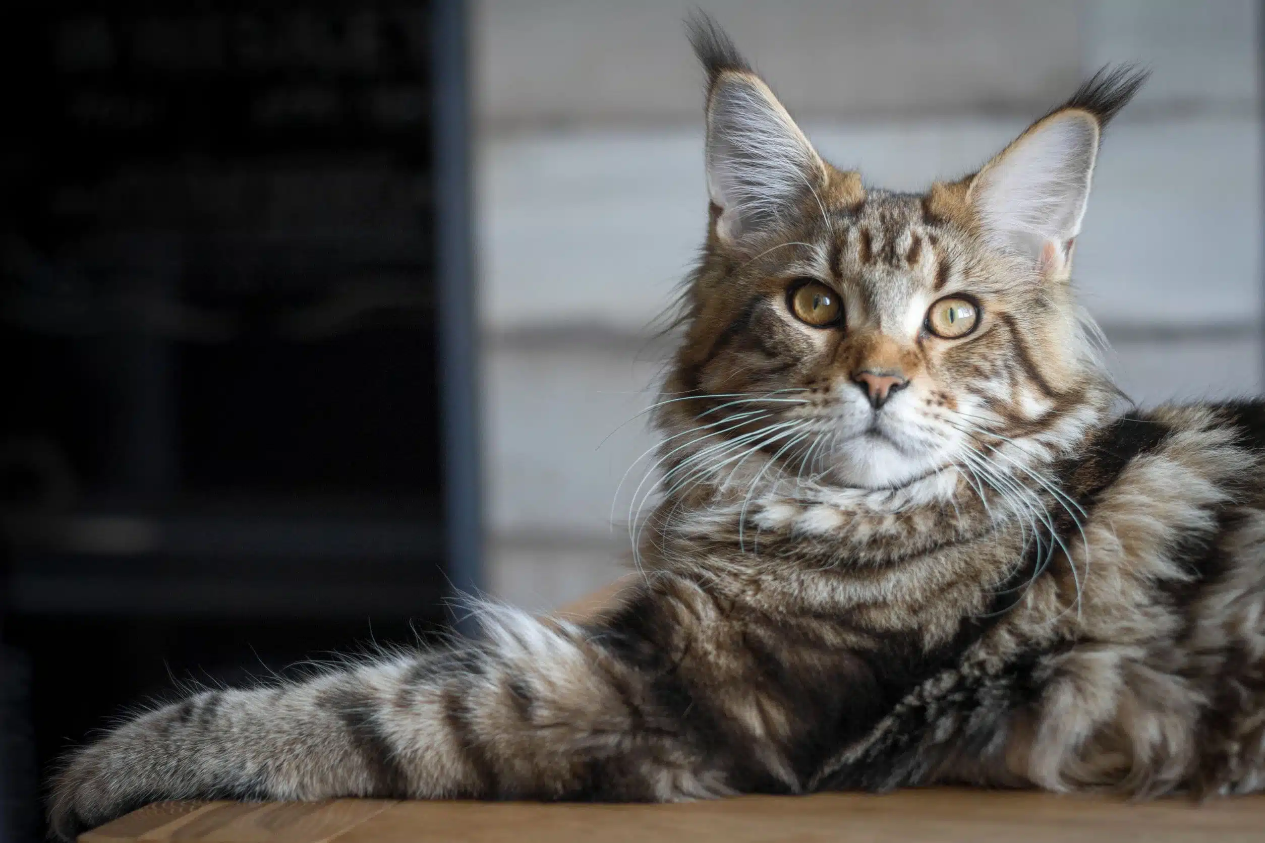 main Coon 