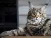main Coon