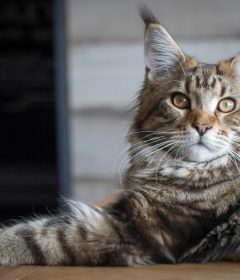 main Coon