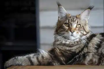 main Coon