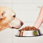 Pourquoi choisir des croquettes naturelles pour votre chien