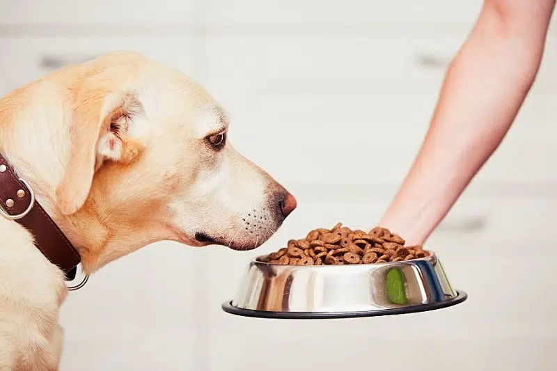 Pourquoi choisir des croquettes naturelles pour votre chien