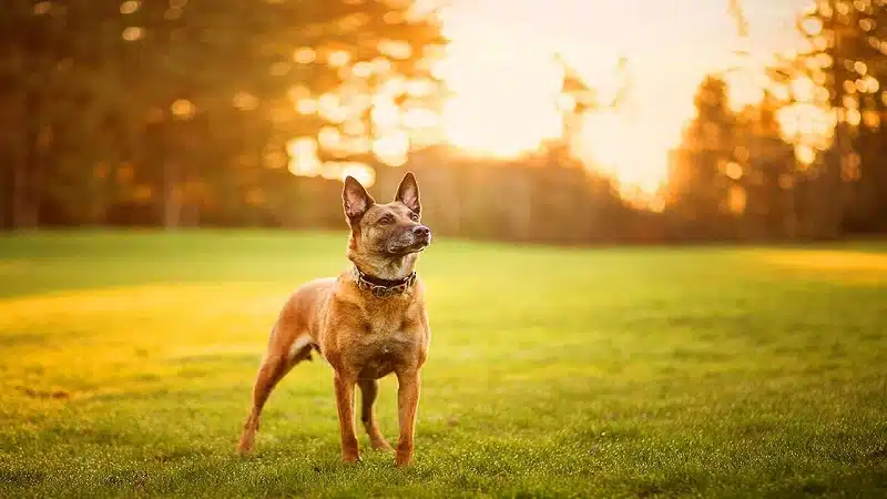 Pourquoi mon chien lèche-t-il le sol ? Causes et comportements