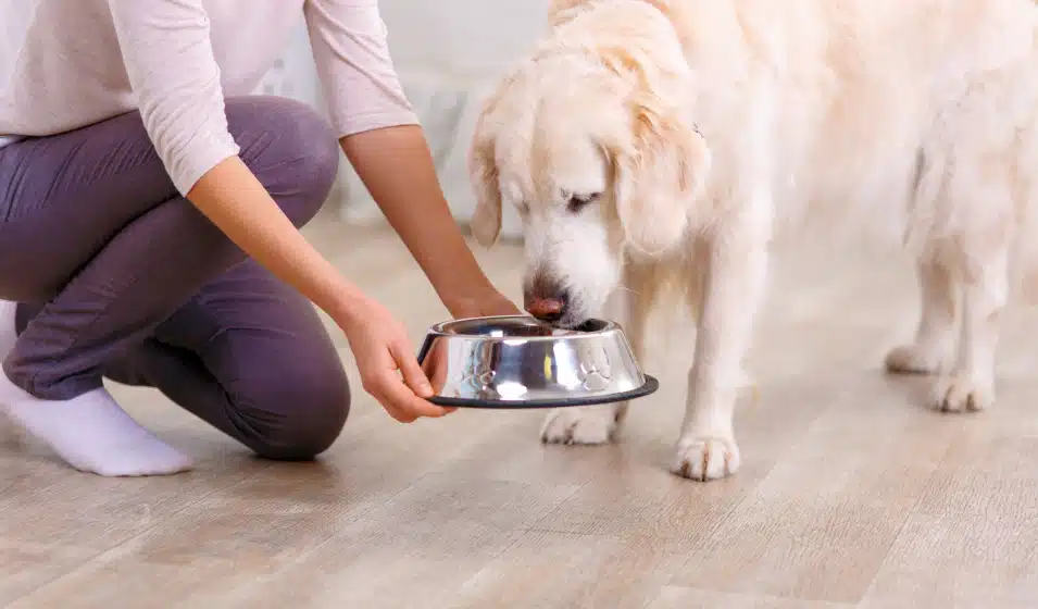 Quelle quantité de croquettes donner à votre animal de compagnie par jour
