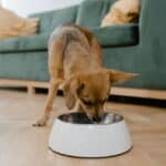 Quelle quantité de croquettes donner à votre animal de compagnie par jour