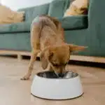 Quelle quantité de croquettes donner à votre animal de compagnie par jour