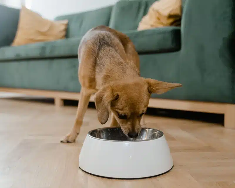 Quelle quantité de croquettes donner à votre animal de compagnie par jour