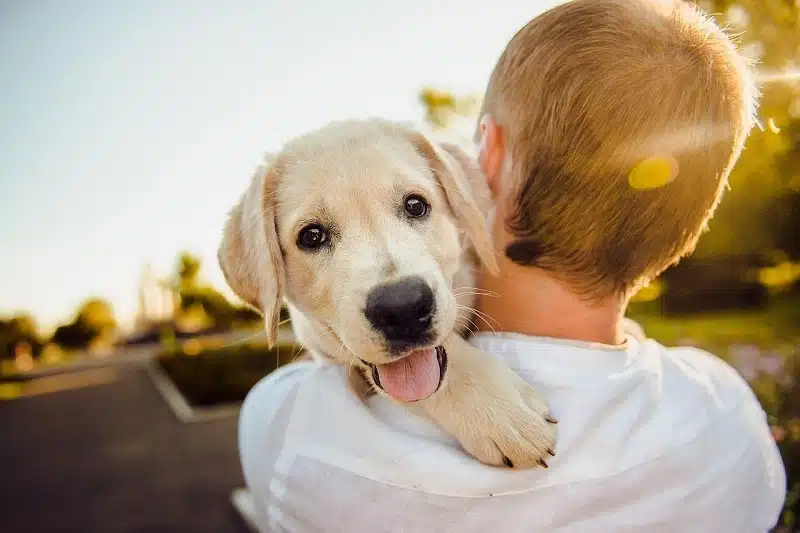 Quels sont les frais de santé pour un chien ?