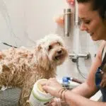 Séance de toilettage pour chien