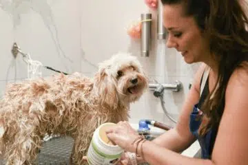 Séance de toilettage pour chien