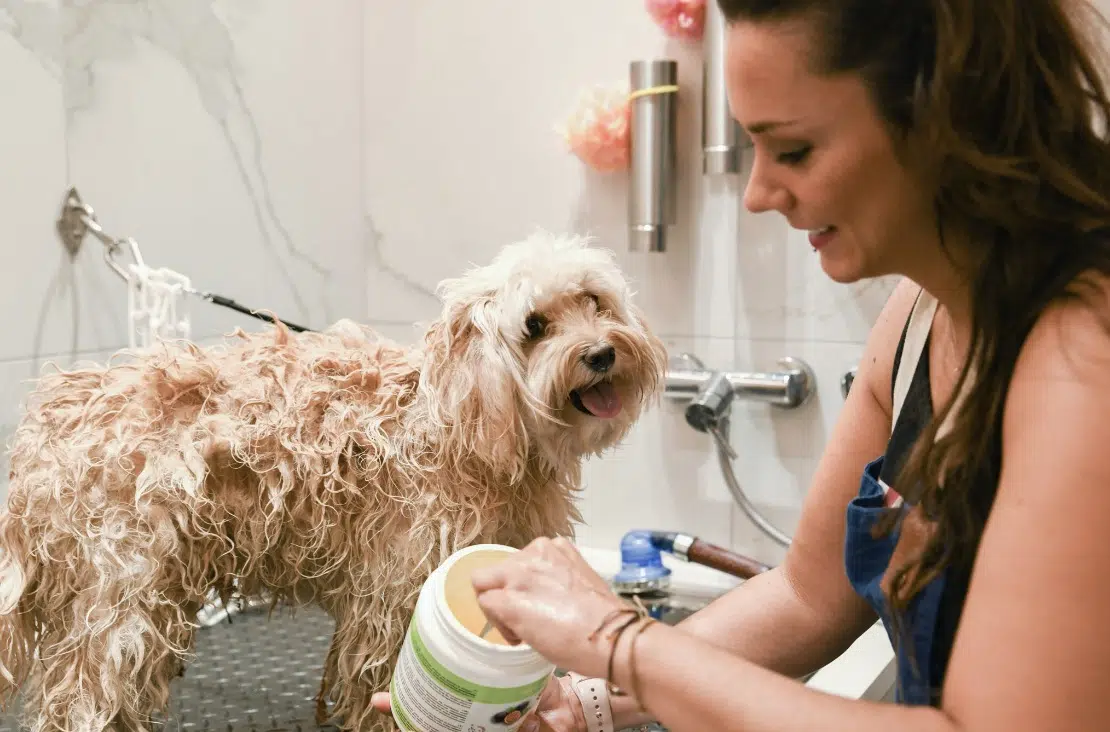 Séance de toilettage pour chien