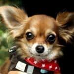 Tout savoir sur la race de chien le Chihuahua