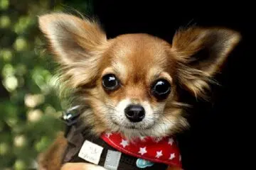 Tout savoir sur la race de chien le Chihuahua