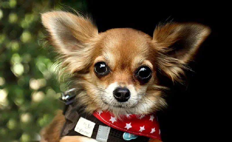 Tout savoir sur la race de chien le Chihuahua
