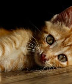 Capturez facilement les chats errants avec une cage trappe