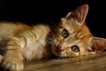 Capturez facilement les chats errants avec une cage trappe