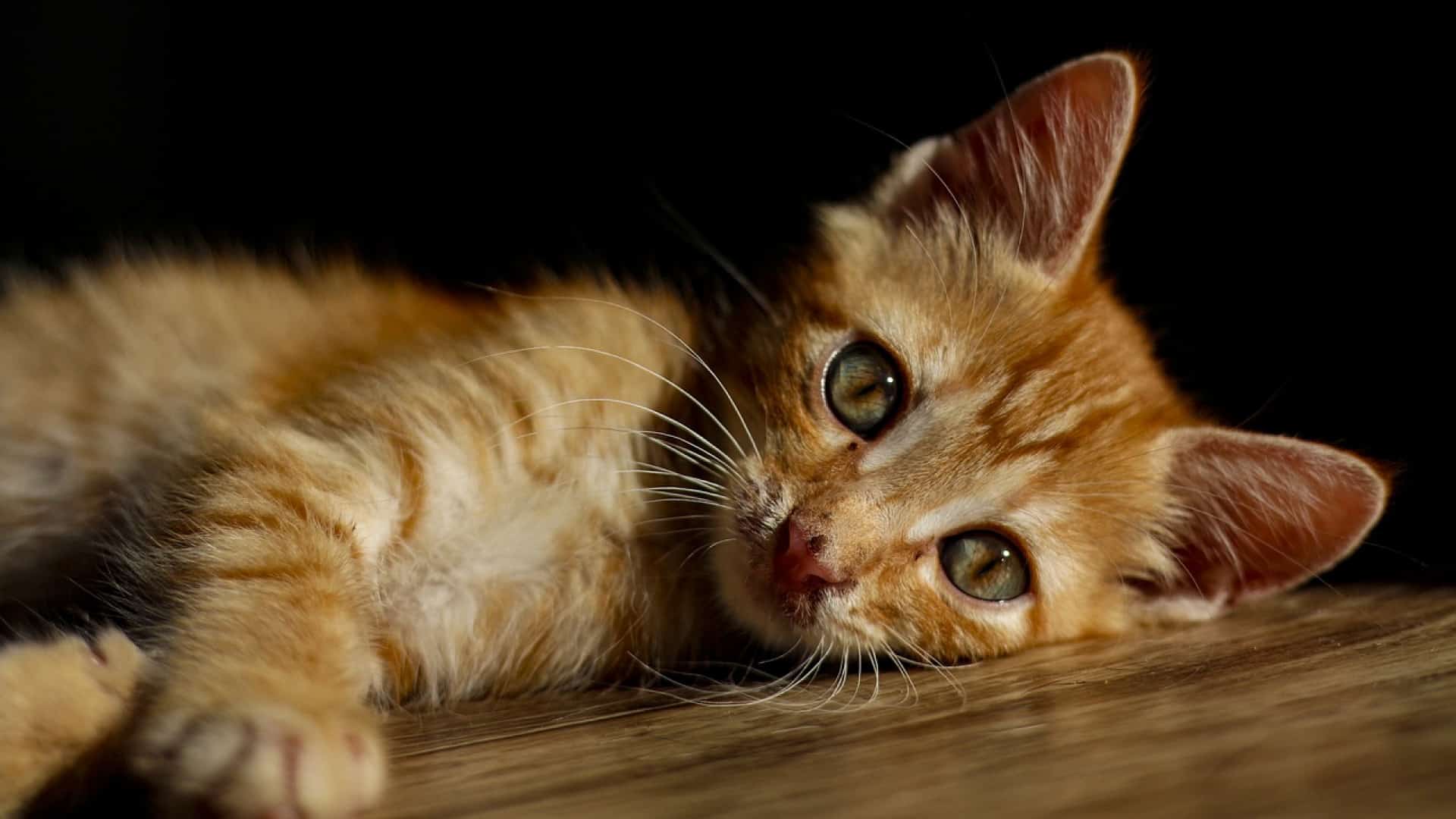 Capturez facilement les chats errants avec une cage trappe