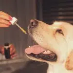 Pourquoi utiliser du CBD pour votre chien ?