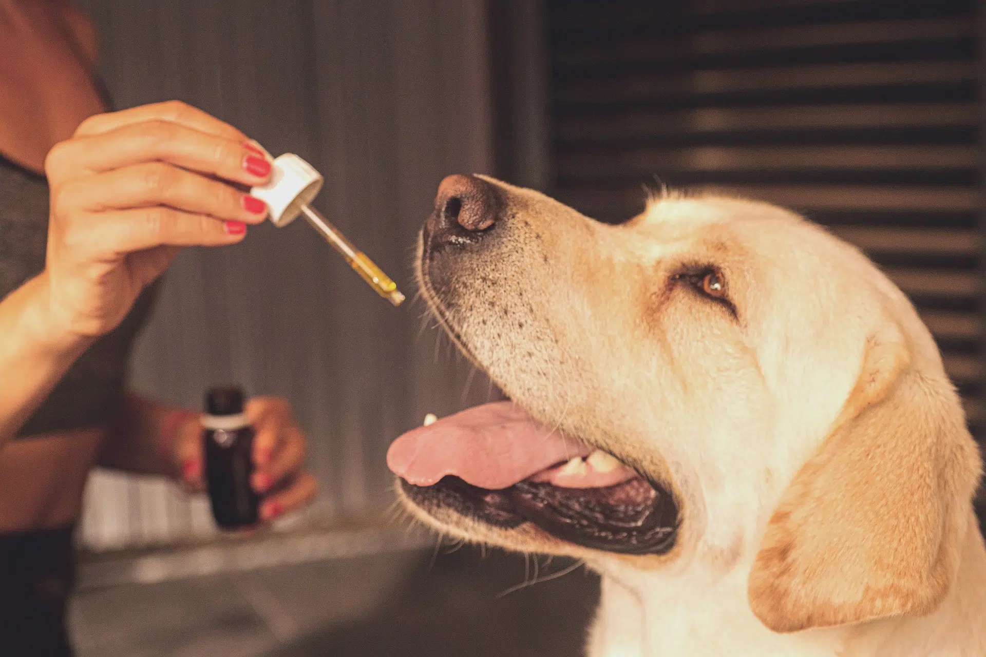 Pourquoi utiliser du CBD pour votre chien ?