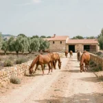 Vue panoramique d'un centre équestre en Provence dans les Bouches-du-Rhône, avec des chevaux et des écuries en arrière-plan