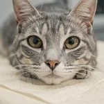 Gros plan sur les yeux d'un chat âgé aux pupilles dilatées lors d'une consultation vétérinaire