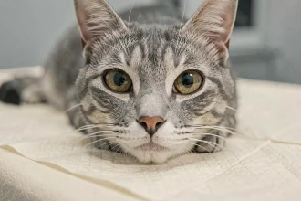 Gros plan sur les yeux d'un chat âgé aux pupilles dilatées lors d'une consultation vétérinaire