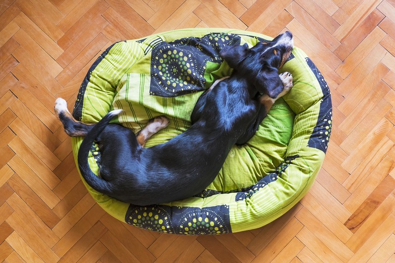chien avec son lit
