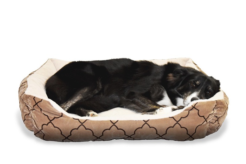 chien dormant sur son lit