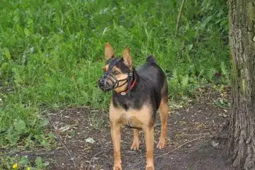 chien avec une muselière