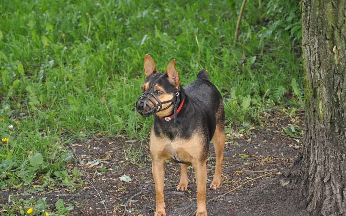 chien avec une muselière