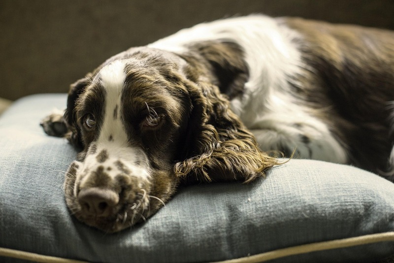 chien qui se repose