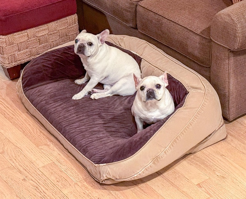 chiens dans leur lit