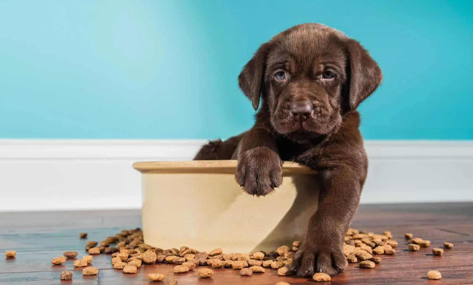 choisir des croquettes naturelles pour votre chien