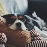 un chien dans un canapé