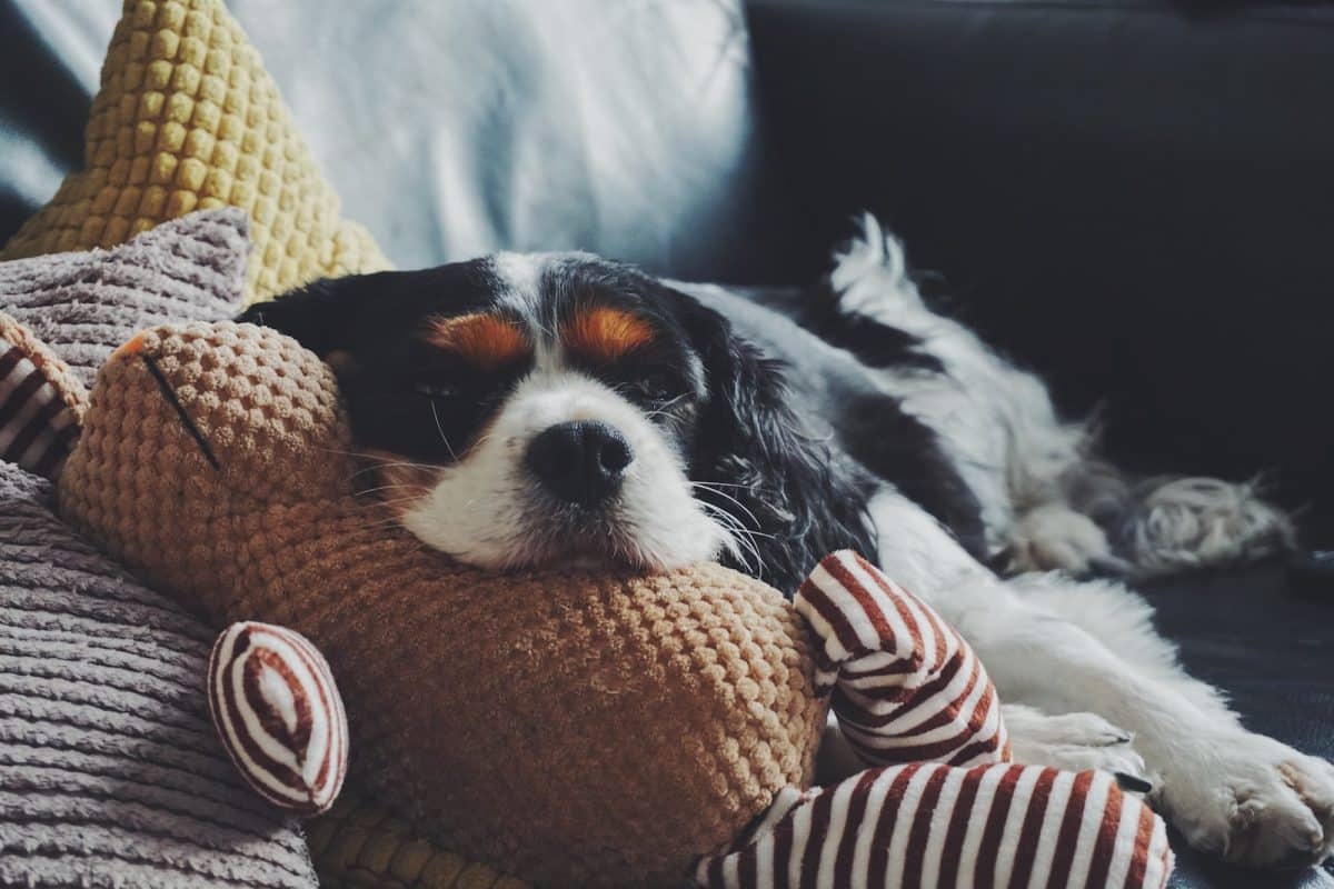 un chien dans un canapé