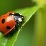 Gros plan d'une coccinelle colorée sur une feuille verte