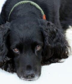 cocker spaniel