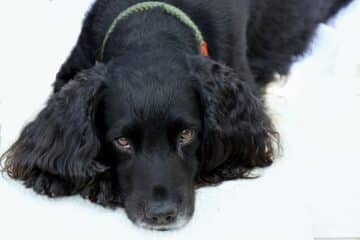 cocker spaniel