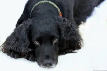 cocker spaniel